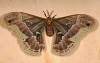 Callosamia promethea