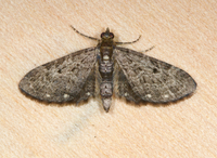 Eupithecia tripunctaria