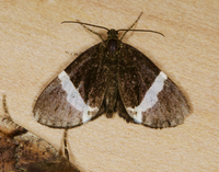 Trichodezia albovittata