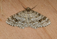 Venusia cambrica