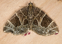 Gandaritis atricolorata