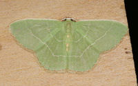 Nemoria bistriaria