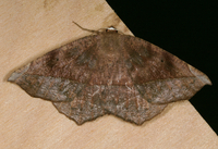 Eutrapela clemataria