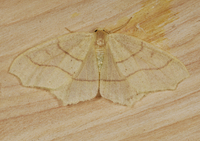 Besma endropiaria