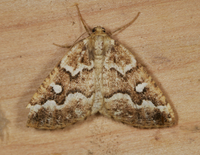 Caripeta divisata
