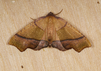 Plagodis phlogosaria