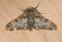 Biston betularia