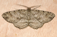 Melanolophia canadaria