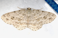 Ectropis crepuscularia