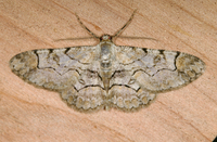 Iridopsis larvaria