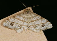 Trigrammia quadrinotaria