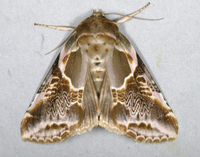Habrosyne scripta