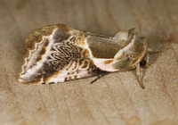 Habrosyne scripta