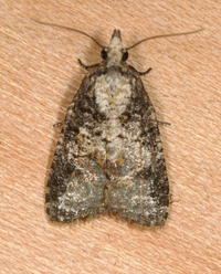 Platynota exasperatana