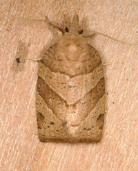 Pandemis lamprosana