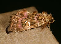 Callopistria mollissima