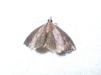 Perispasta caeculalis