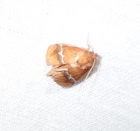 Lithacodes fasciola
