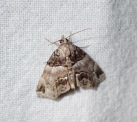 Cutina distincta