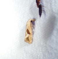 Eugnosta bimaculana