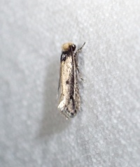 Tinea apicimaculella