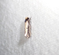 Tinea apicimaculella