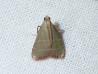 Arta olivalis