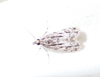 Eudonia strigalis
