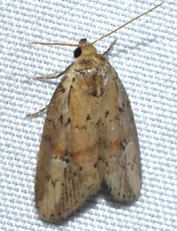 Acrapex relicta
