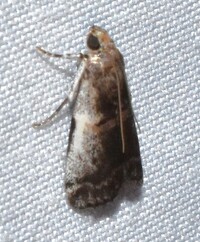 Acrobasis tumidulella