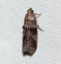 Acrobasis unidentified species