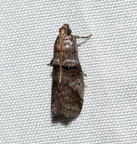 Acrobasis unidentified species