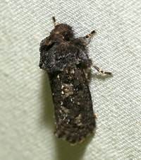 Acrolophus arcanella