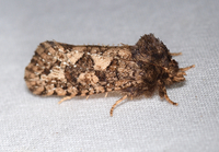Acrolophus arcanella