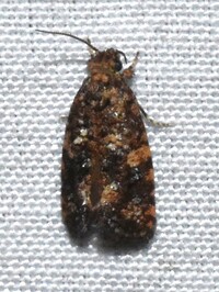 Acrolophus cressoni