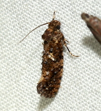 Acrolophus cressoni