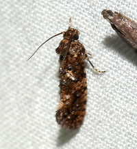 Acrolophus cressoni