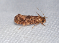 Acrolophus cressoni