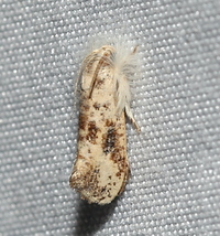 Acrolophus mycetophagus