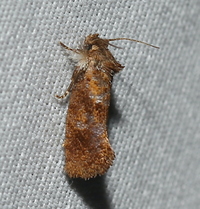 Acrolophus panamae