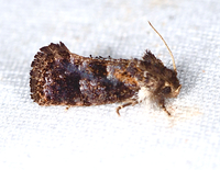 Acrolophus panamae