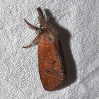 Acrolophus plumifrontella