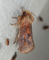 Acrolophus plumifrontella