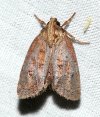 Acrolophus plumifrontella
