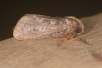 Acrolophus plumifrontella