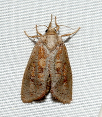 Acrolophus plumifrontella