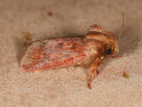 Acrolophus plumifrontella