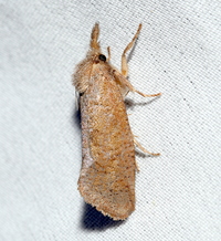 Acrolophus plumifrontella