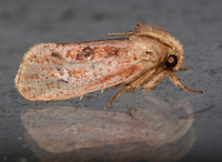Acrolophus plumifrontella