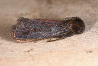 Acrolophus propinqua